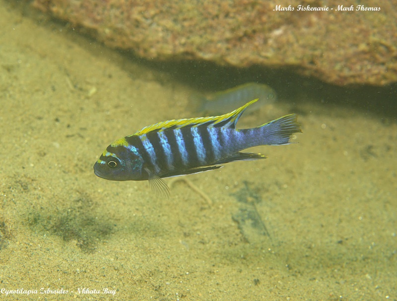 Cynotilapia zebroides 'Nkhata Bay'